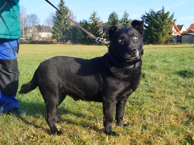 tier1116bruno
