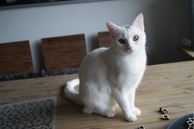tier selb 0619 pippi