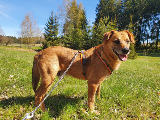 tier selb 0521 maurice