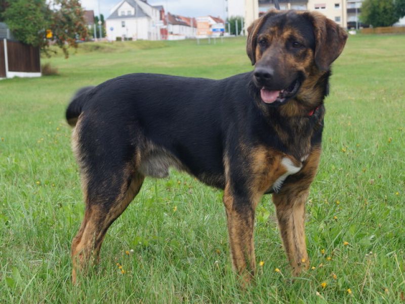 tier selb 0920 wolf
