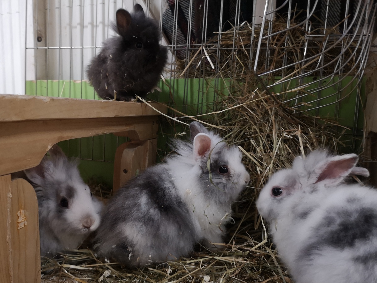 tier selb 0123 babys