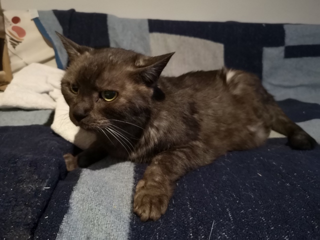 tier selb 0122 gismo