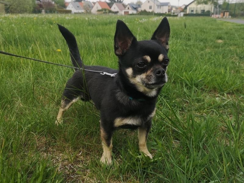 tier selb 0522 rocky