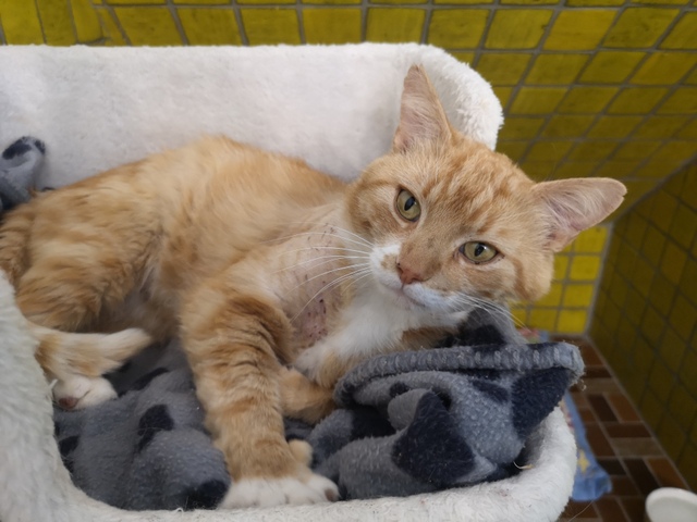 tier selb 0622 garfield