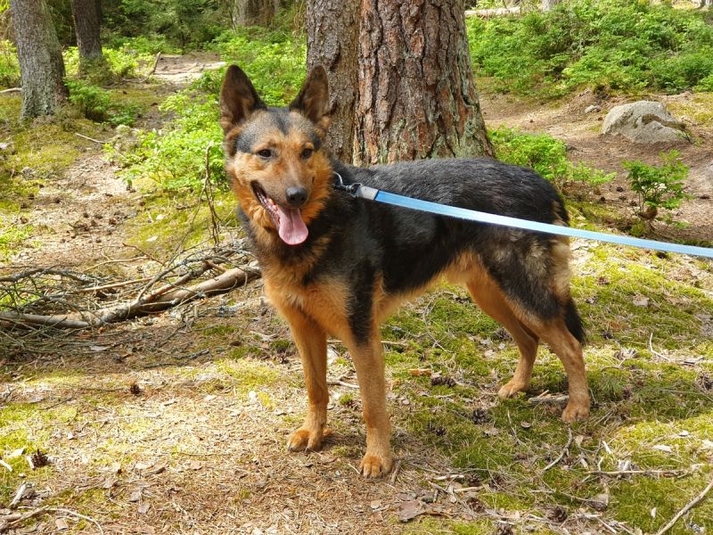 tier selb 0723 lando
