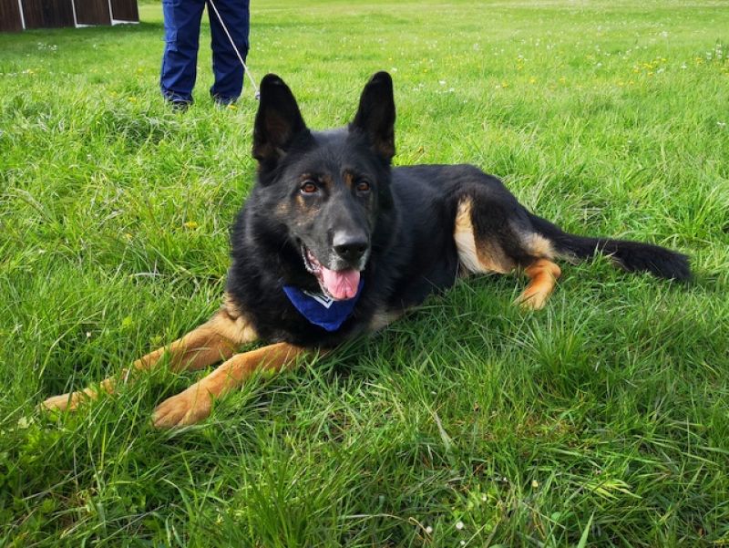 tier selb 0724 olaf