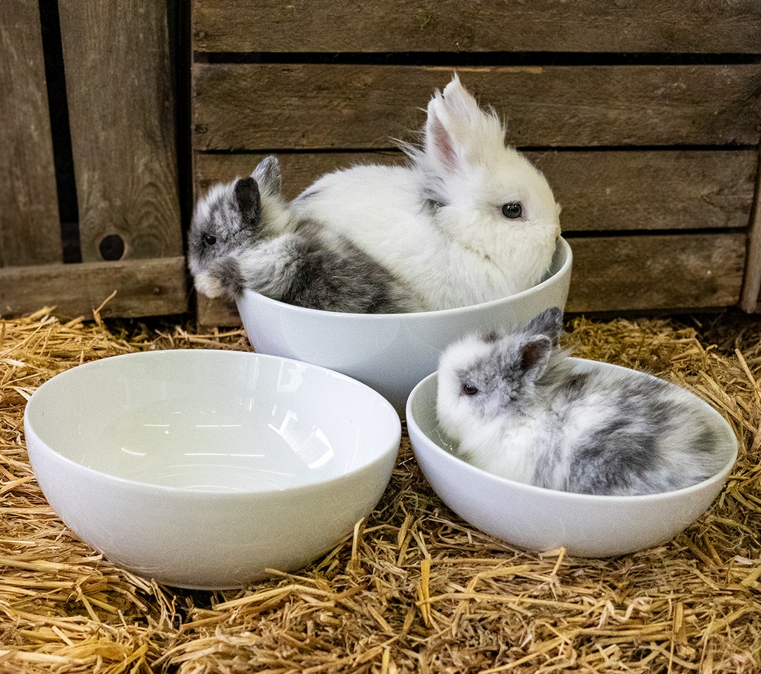 profitable osteraktion 2025 2