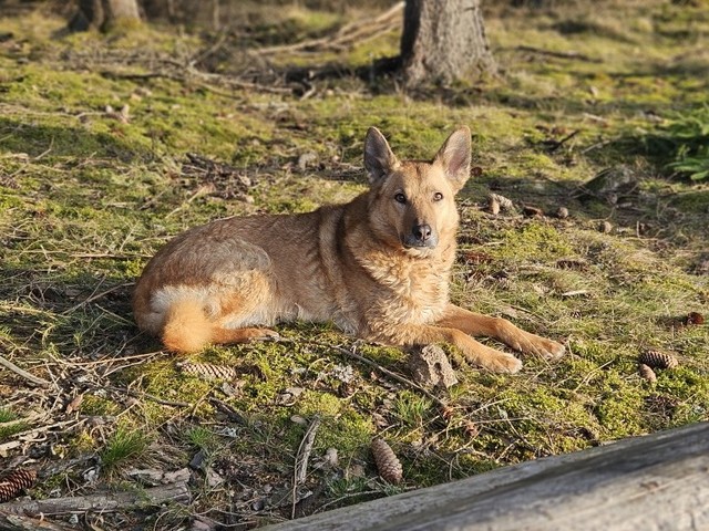 tier selb 0425 zira