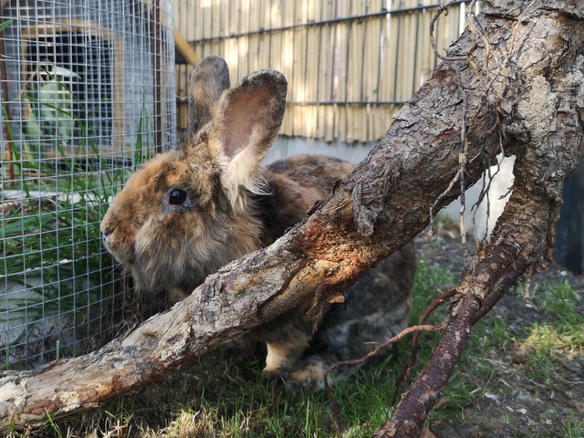 tier selb 0825 harvey
