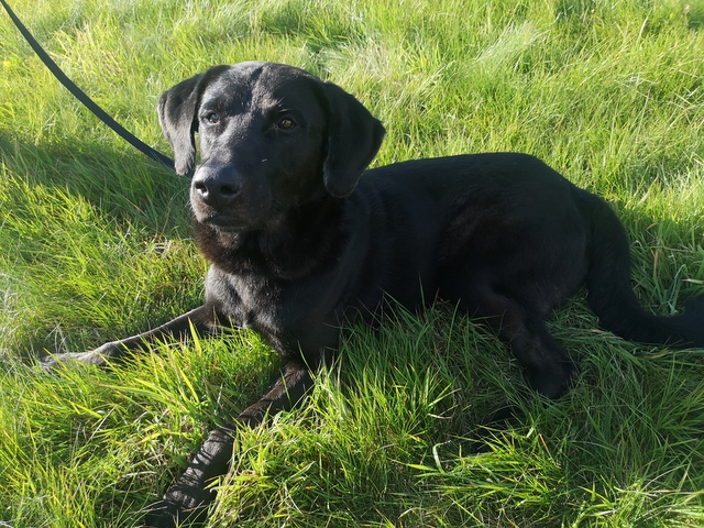 tier selb 0925 rocky
