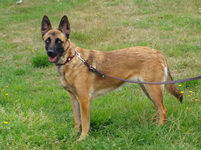 tier selb 0817 anna