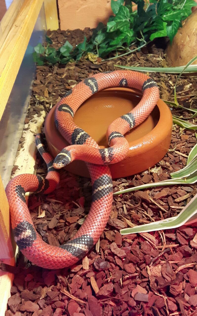tier selb 0718 ronja
