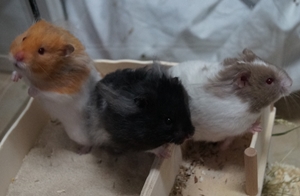 tier selb 1118 hamster2