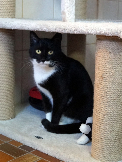 tier selb 0219 grace