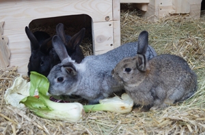 tier selb 0219 kaninchen
