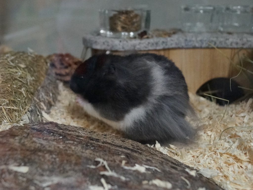 tier selb 0319 harry