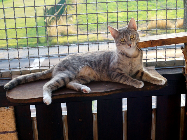 tier0916laura